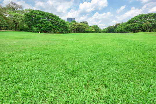 Beautiful landscape in park with green grass field.