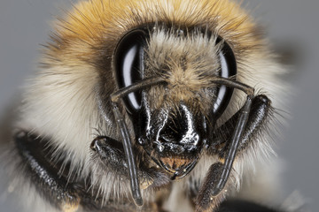 Hummel Portrait Makro