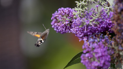 Taubenschwänzchen bei nektarsuche am sommerflieder © scaleworker