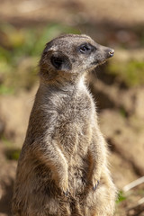 Erdmännchen schaut vergnügt in die Welt