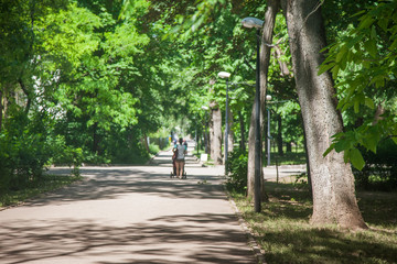 sidewalk walking pavement alley path with trees in park. nature landscape. summer walk.