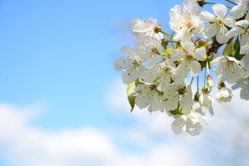 Kirschblüte freigestellt vor blauen Himmel