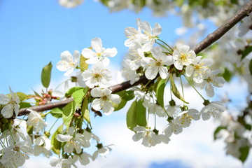 Kirschblüte freigestellt vor blauen Himmel