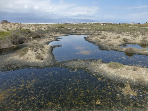 Punta Entinas Sabinar, paraje natural de costa y reserva natural situado en El Ejido y Roquetas de Mar, en la provincia de Almería (Andalucia, España)