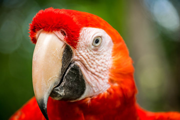 arara vermelha © rodrigo