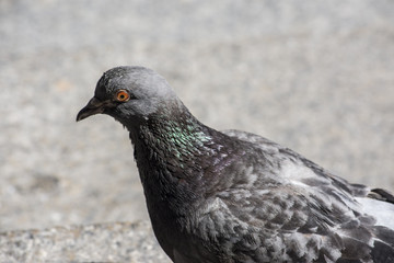 Pigeon in NY