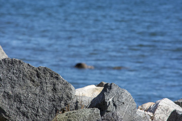Rocks with a shory background in NY