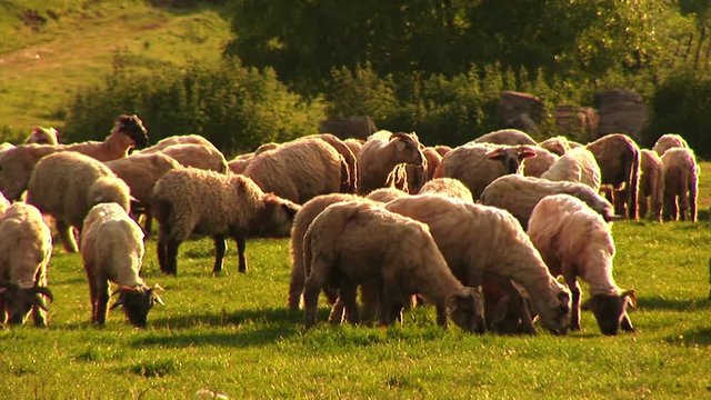 Flock of sheep. Psalm 23.