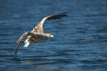 Naklejka premium White-tailed Eagle Hunting