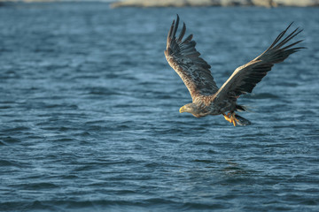 White-tailed Eagle Hunting