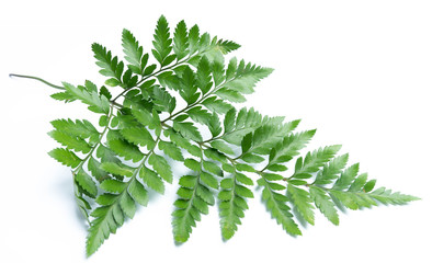 green leaves of fern isolated on white