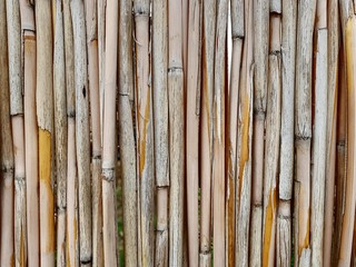 reed wall bulrush wall background