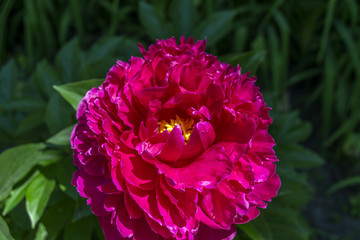 Beautiful blooming crimson peony. Macro shot.