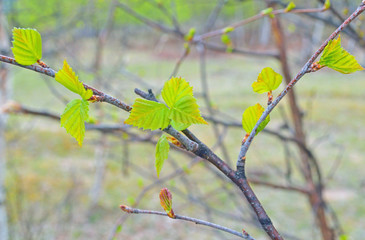 branch of a tree with fresh blossoming leaves, background