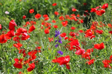 South Texas Poppies