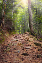 The rocky road up in the mountains, Carpathians, Ukraine