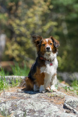 Mixed breed dog with floppy ears