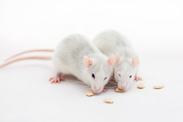 A couple of little cute rats eating plant seeds on white background