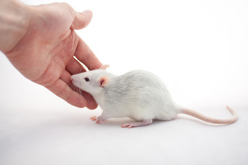 Tiny cute rat touching human's hand on white background