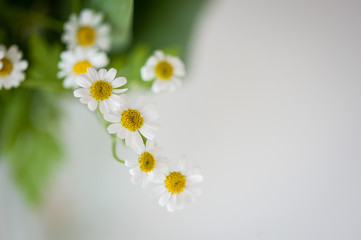  Small decorative chamomile on a white background. Holiday card. Soft focus, copy space, top view. Spring concept.