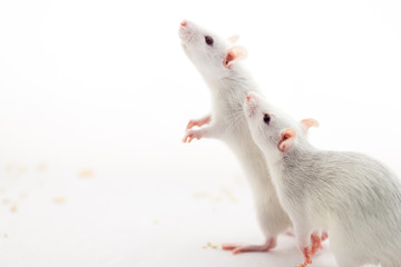 A couple of cute smart rats looking with interest on white background
