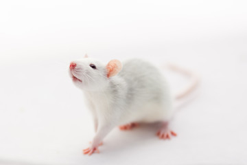 A small cute rat sitting on white background