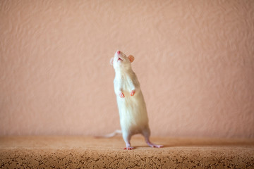 Little cute rat standing on his small legs and looking at the top