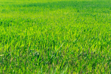 beautiful Green field