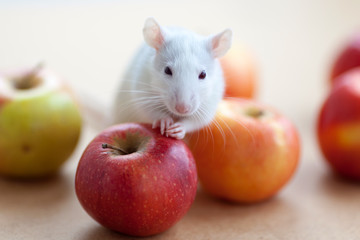 A small cute rat sitting on the red apples and looking to the camera
