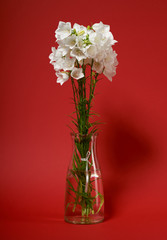 bellflower in a vase on red background