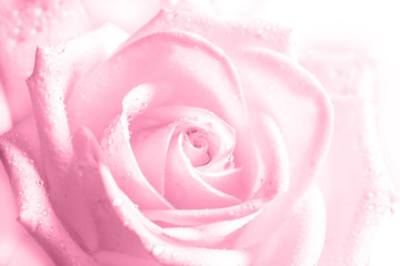 Fototapeta na wymiar Beautiful pink rose with drops, floral motif wallpaper