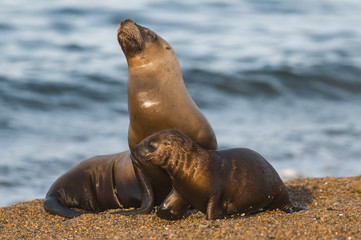 Fototapeta premium Mother and baby seal, Peninsula Valdes, Patagonia, Argentina