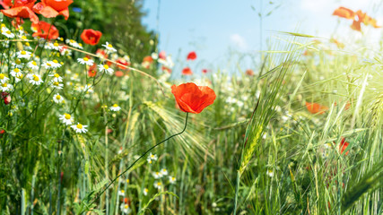Mohnblumen auf einer grünen Wiese im Sommer