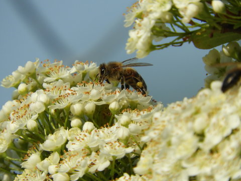 Biene