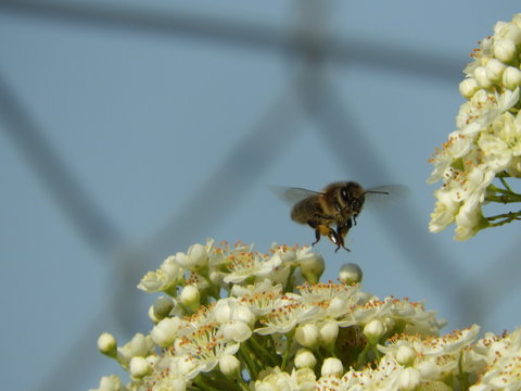 Biene auf Feuerdorn Bl&uuml;ten