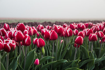 Tulips in a field in the Netherlands