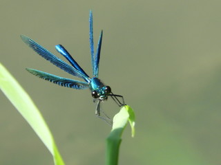 Blauflügel-Prachtlibelle Libelle