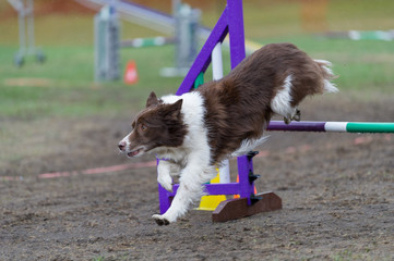 Border Collie Agility Jump