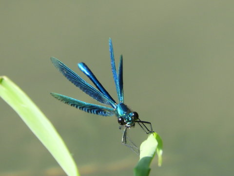 Blaufl&uuml;gel-Prachtlibelle Libelle