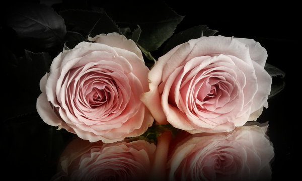 due rose rosa riflesse