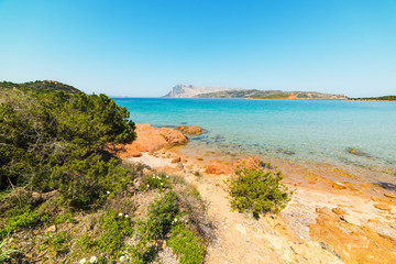 plants and rocks by the sea