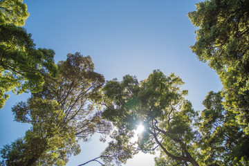 ・青空・森林・太陽