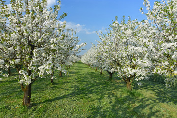 Fototapeta na wymiar Blossoming cherry trees at a beautiful day in spring. Baden-Wuerttemberg, Germany