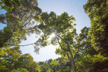 ・青空・森林・太陽