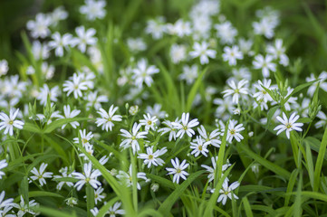 Fototapeta premium Stellaria holostea greater stitchwort perennial flowers in bloom, group of white flowers on green background
