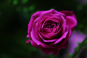 Bouquet of flowers with roses and other plants close up