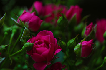 Bouquet of flowers with roses and other plants close up