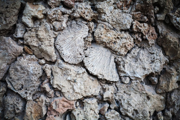 Pared de coral arquitectura swahili en kenia