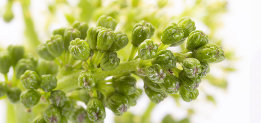 Reben Trauben Frühling Blüten Knospen