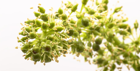 Reben Trauben Frühling Blüten Knospen